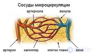 капилляры