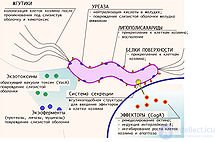 вирулентность