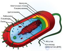 бластея