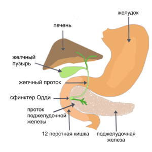 панкреас