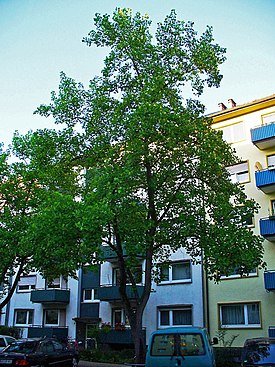 лириодендрон