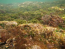 alga