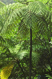 tree-fern