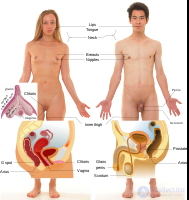 erogenous