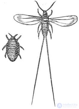 кошенильник