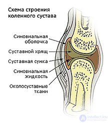 мыщелок