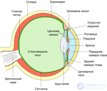 хрусталик