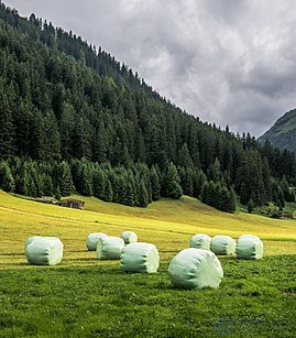 сенаж