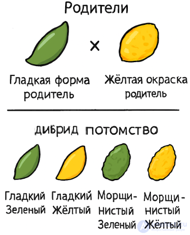 дибрид