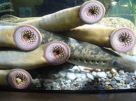 миноговые